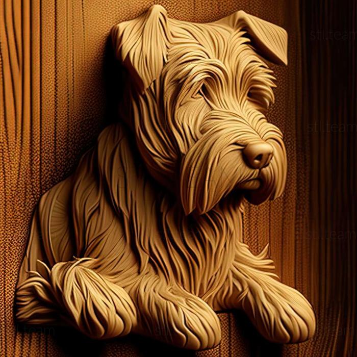 Irish soft haired Wheat Terrier dog